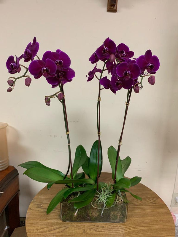 GLW096 - PURPLE ORCHIDS