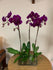 GLW096 - PURPLE ORCHIDS